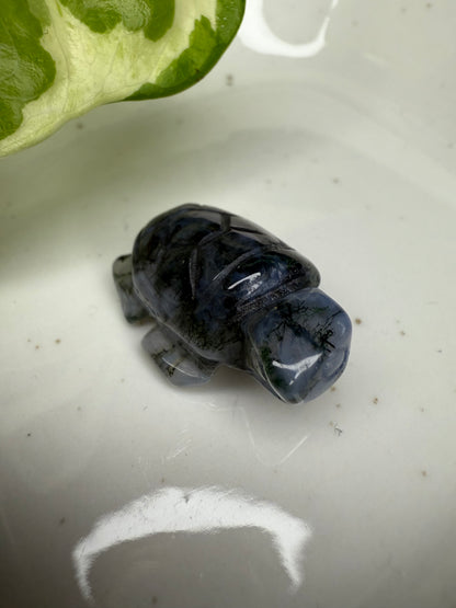 Mini Moosachat Schildkröte