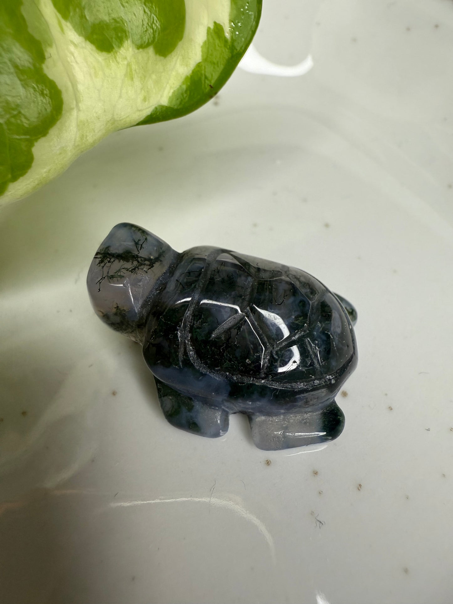 Mini Moosachat Schildkröte