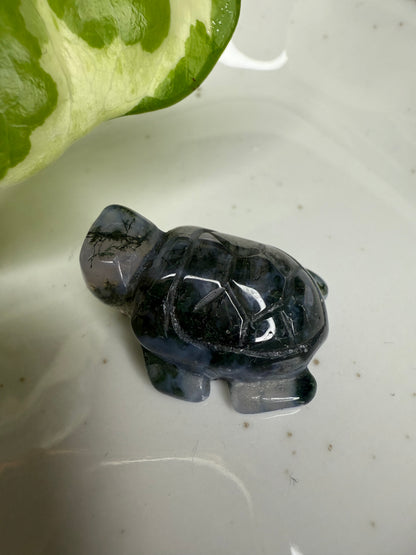 Mini Moosachat Schildkröte