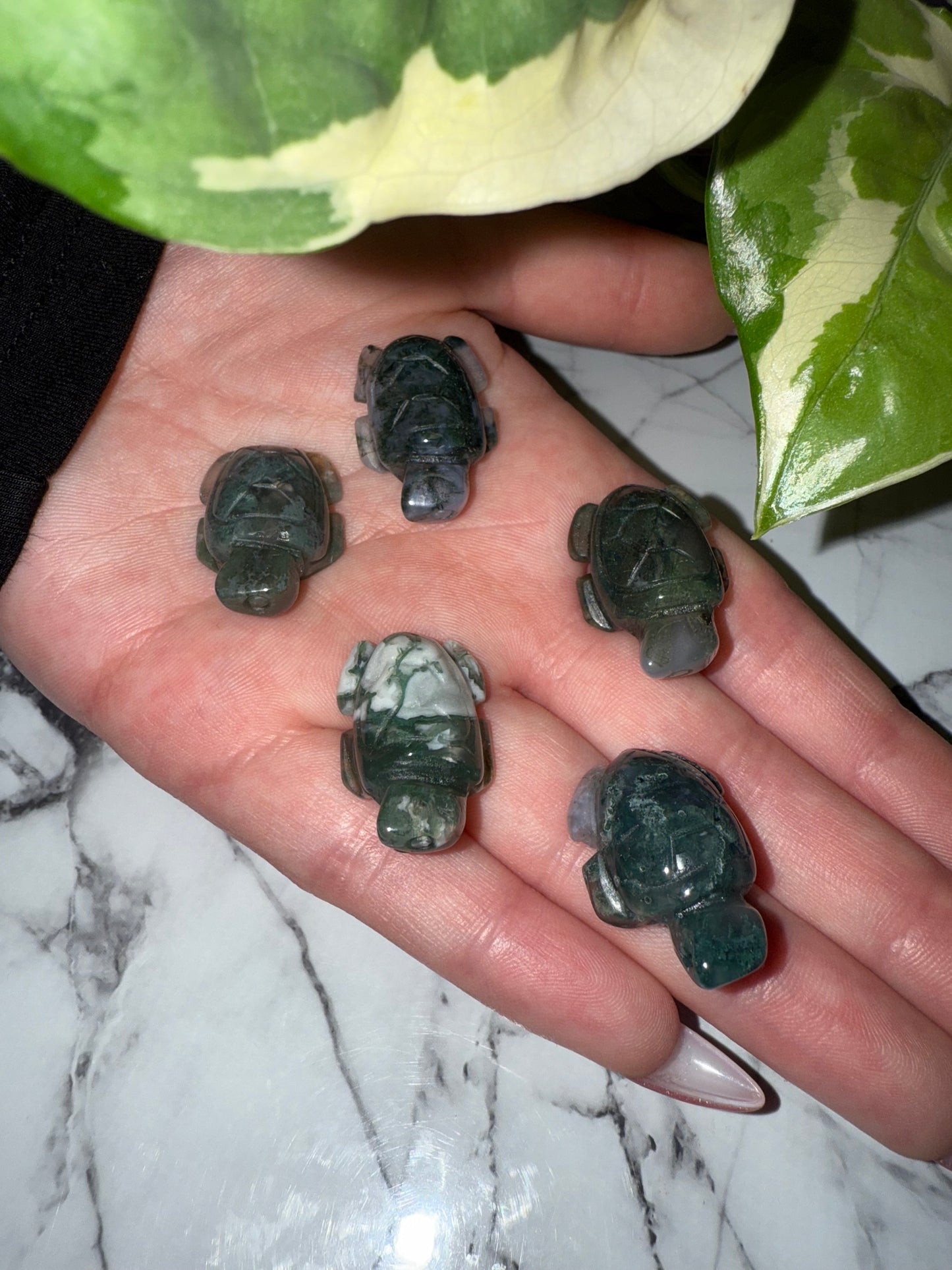 Mini Moosachat Schildkröte