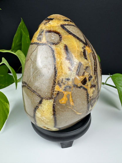 XL Druzy Drachenstein Ei (1,5kg Septarie)